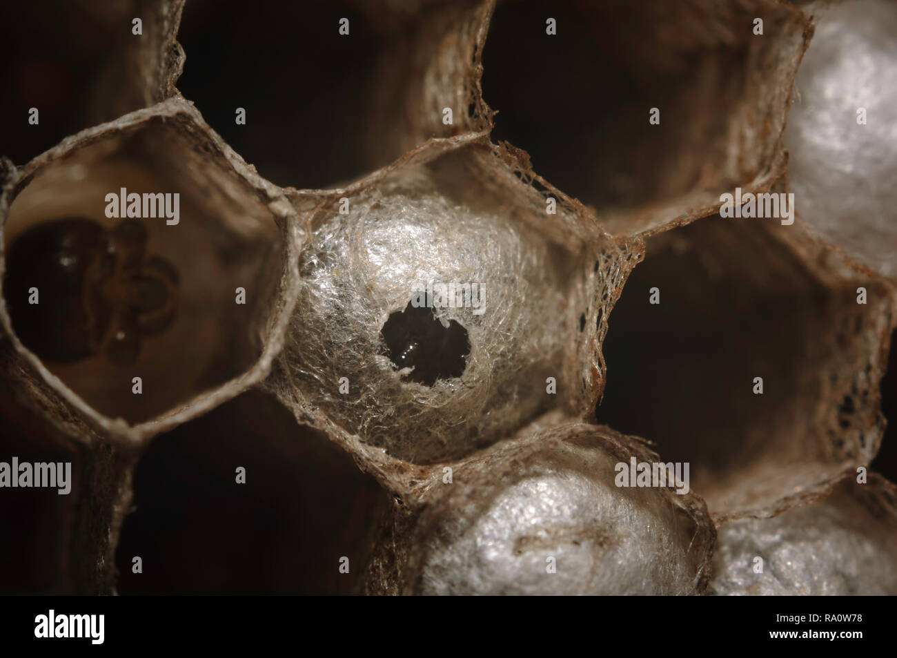 European paper Wasp (feldwespe dominula) Nest mit Eiern zu öffnen. Stockfoto