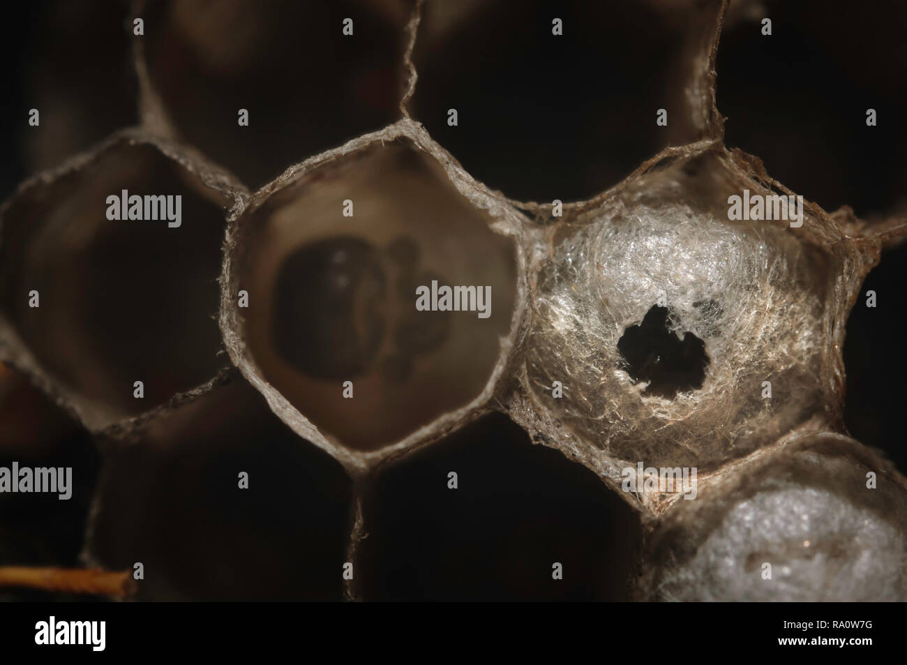 European paper Wasp (feldwespe dominula) Nest mit Eiern zu öffnen. Stockfoto