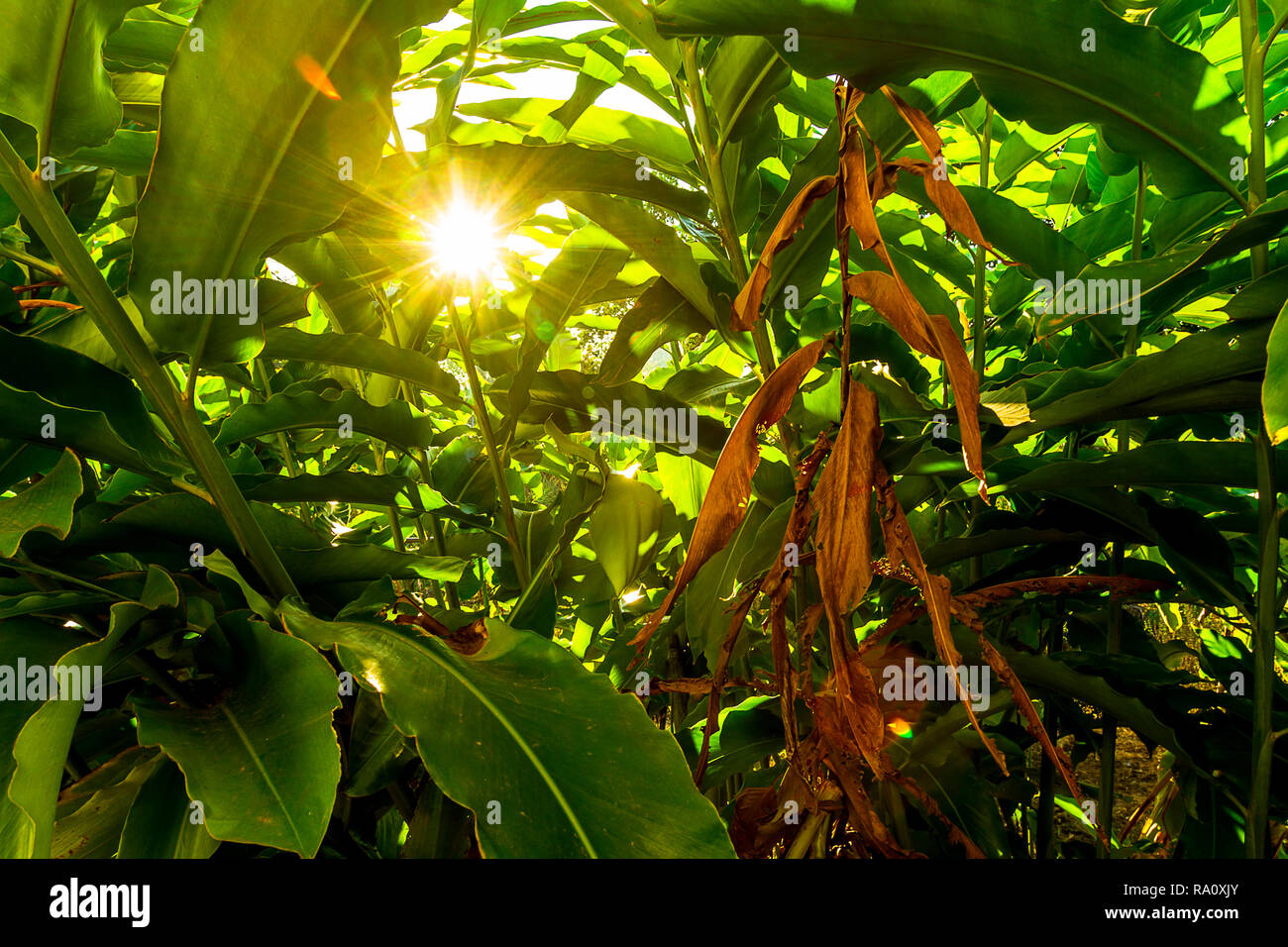 Sonne scheint durch eine dicke Wachstum der Pflanzen in der Mitte eines Feldes. Stockfoto