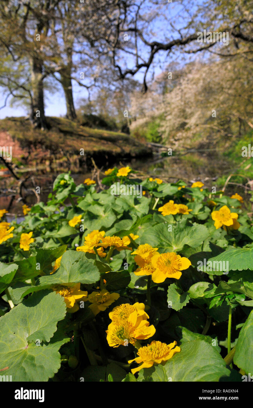 Ein Fluss der gelbe Sumpfdotterblume Blumen mit blühenden Frühling die Bäume im Hintergrund. Stockfoto