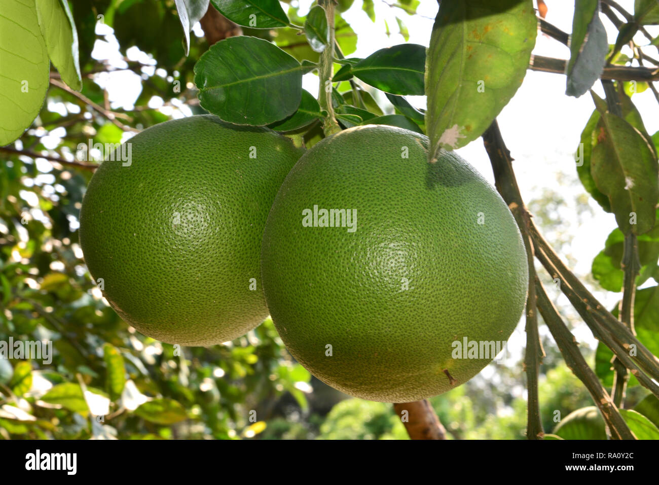Pomelo Tree Stockfotos und bilder Kaufen Alamy