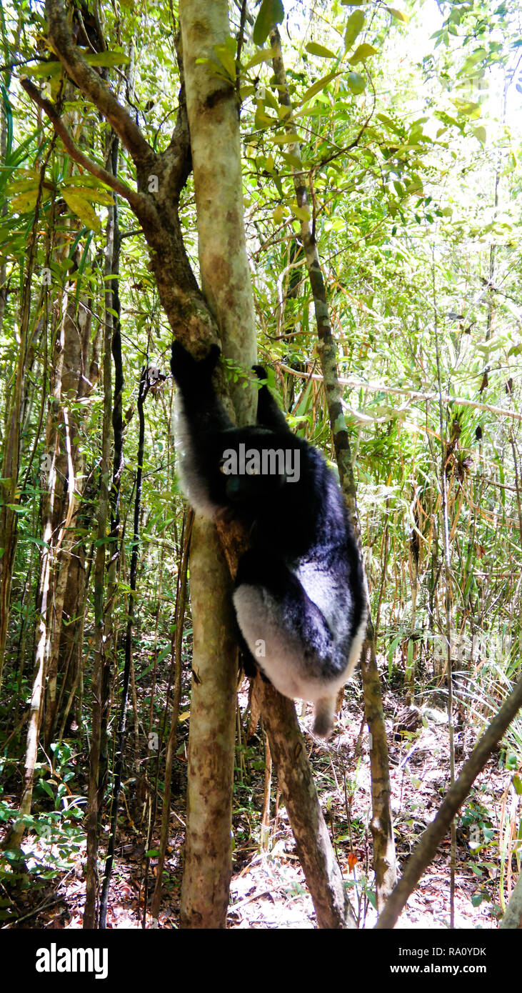Portrait von Indri Indri Lemuren auf dem Baum in der Region Atsinanana, Madagaskar Stockfoto