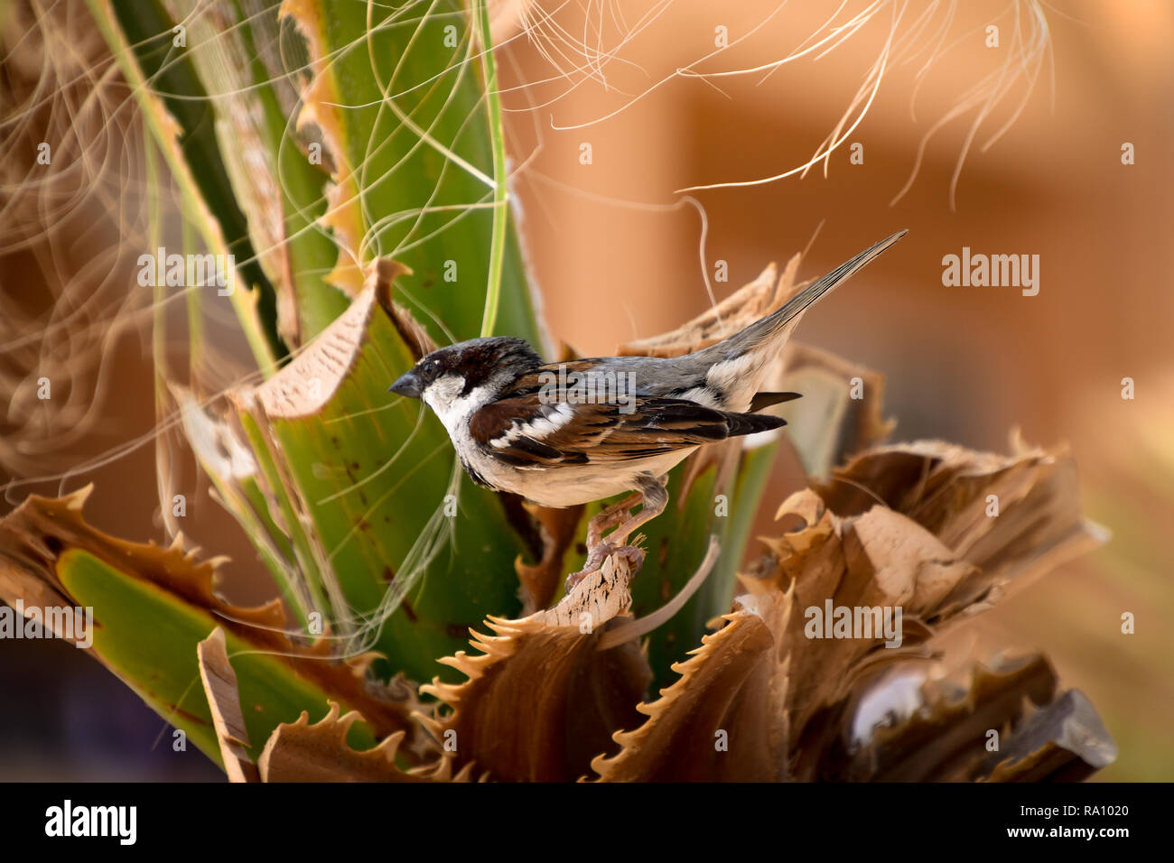 Sparrow sitzen in grüne Palme closeup im Sonnenlicht Stockfoto
