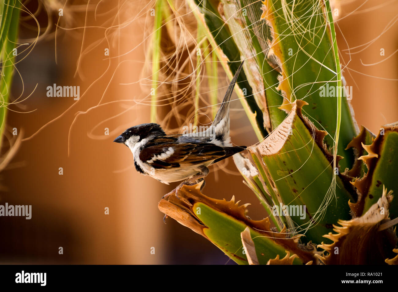 Sparrow sitzen in grüne Palme closeup im Sonnenlicht Stockfoto