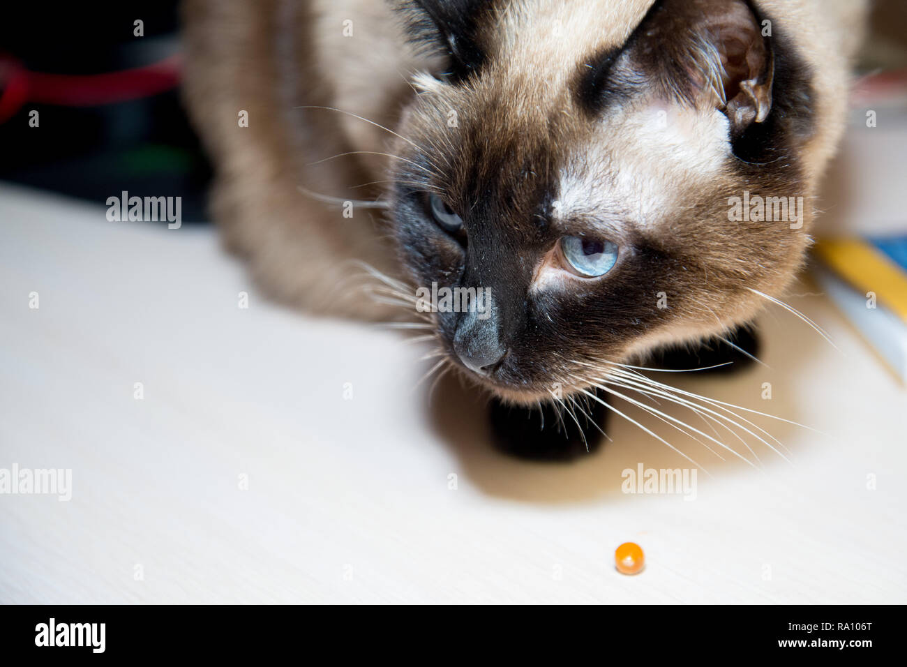 Die Katze nimmt die Medizin. Behandlung von Haustieren. Katze schnuppert auf Medizin-Kapsel. Stockfoto