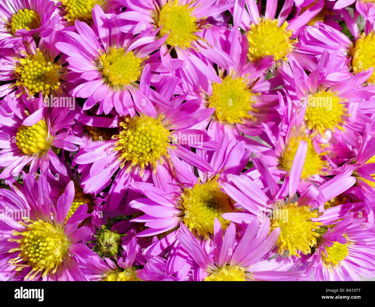 Nahaufnahme auf Lila Herbst aster Blumen Stockfoto