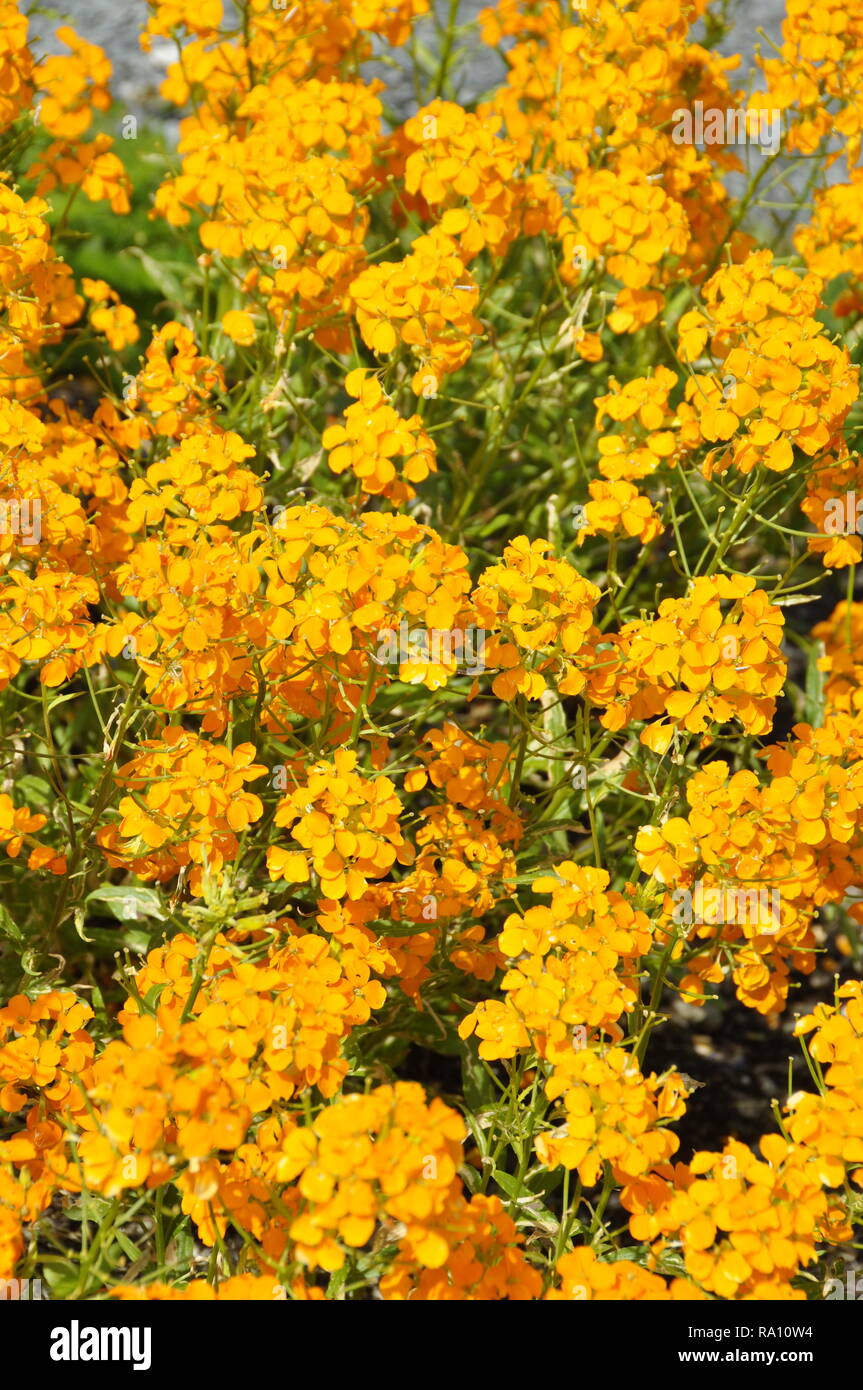 Gemeinsame Mauerblümchen Erysimum cheiri Blüte Stockfoto