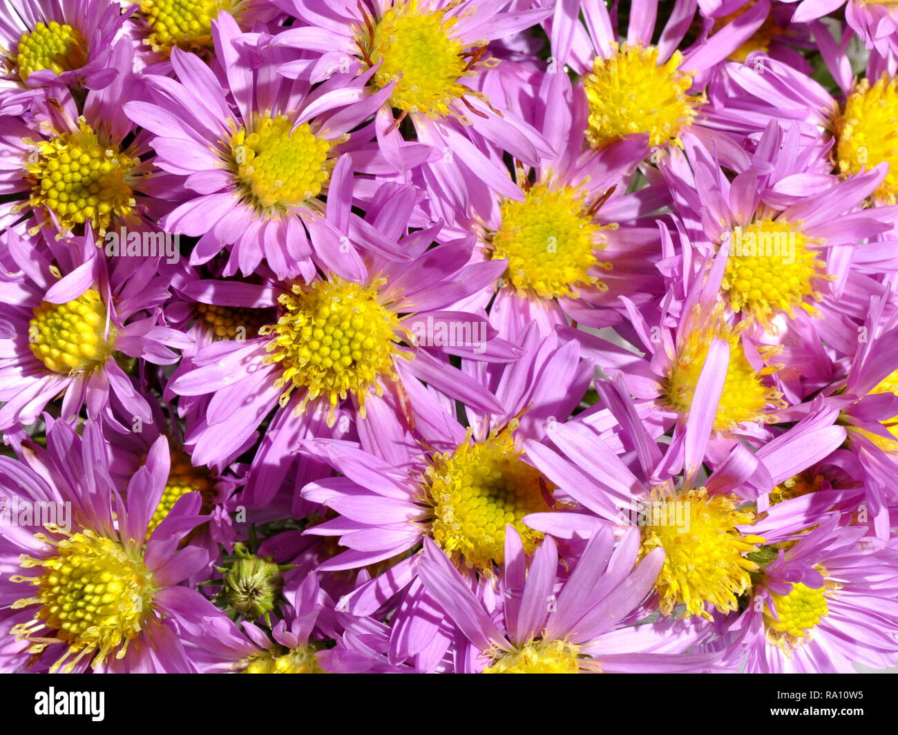 Nahaufnahme auf Lila Herbst aster Blumen Stockfoto