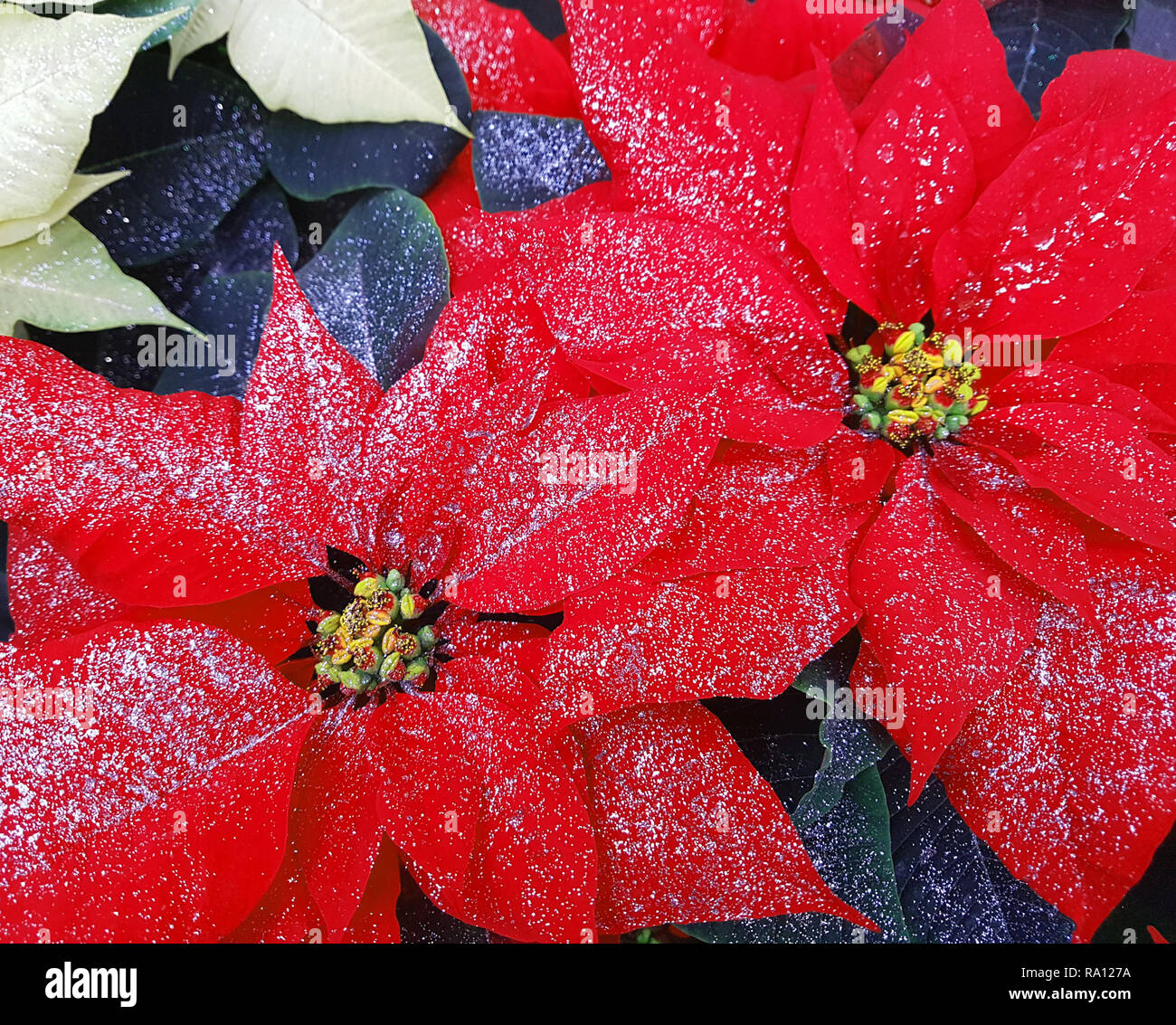 Groe rote Bltter der Pflanzen als auch der Weihnachtsstern Weihnachtsstern  mit Glitzer Stockfotografie - Alamy