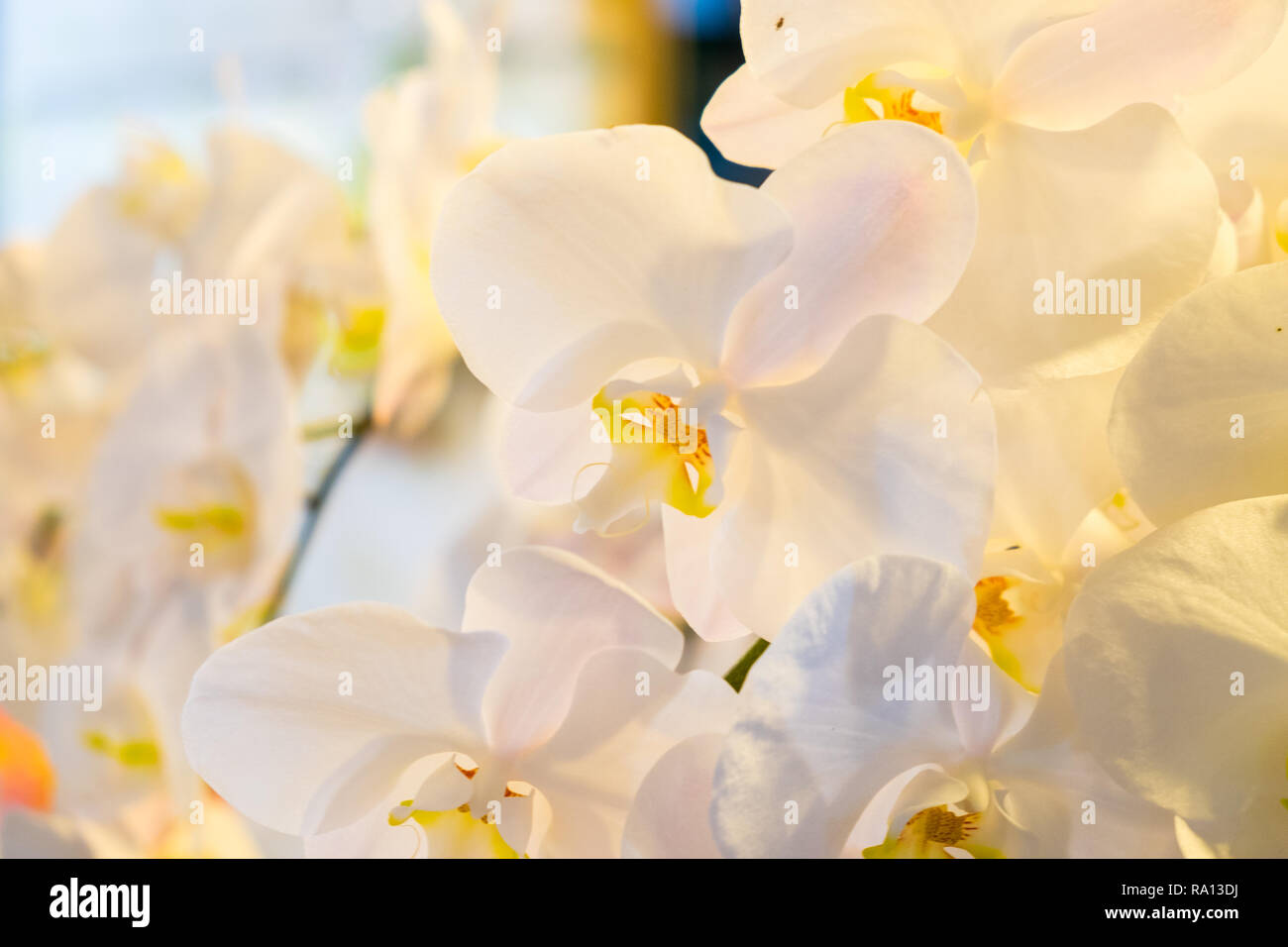 Schöne Blumen mit unscharfen Hintergrund für kommerzielle Zwecke verwendet werden kann. Stockfoto