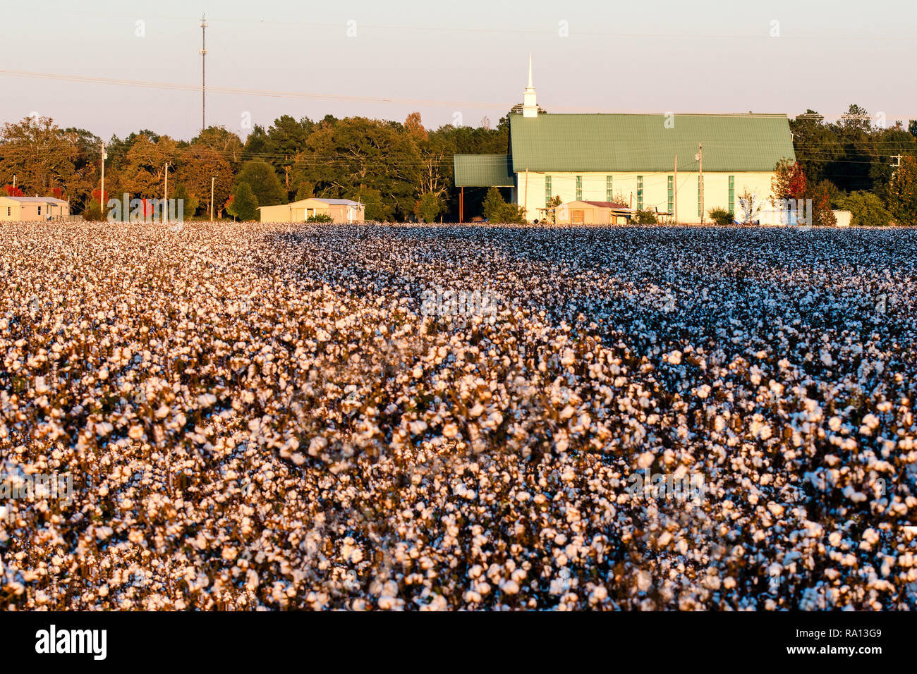 Die Sonne über einem Feld aus Baumwolle, Oktober 24, 2012, in Caledonia, Mississippi. Stockfoto