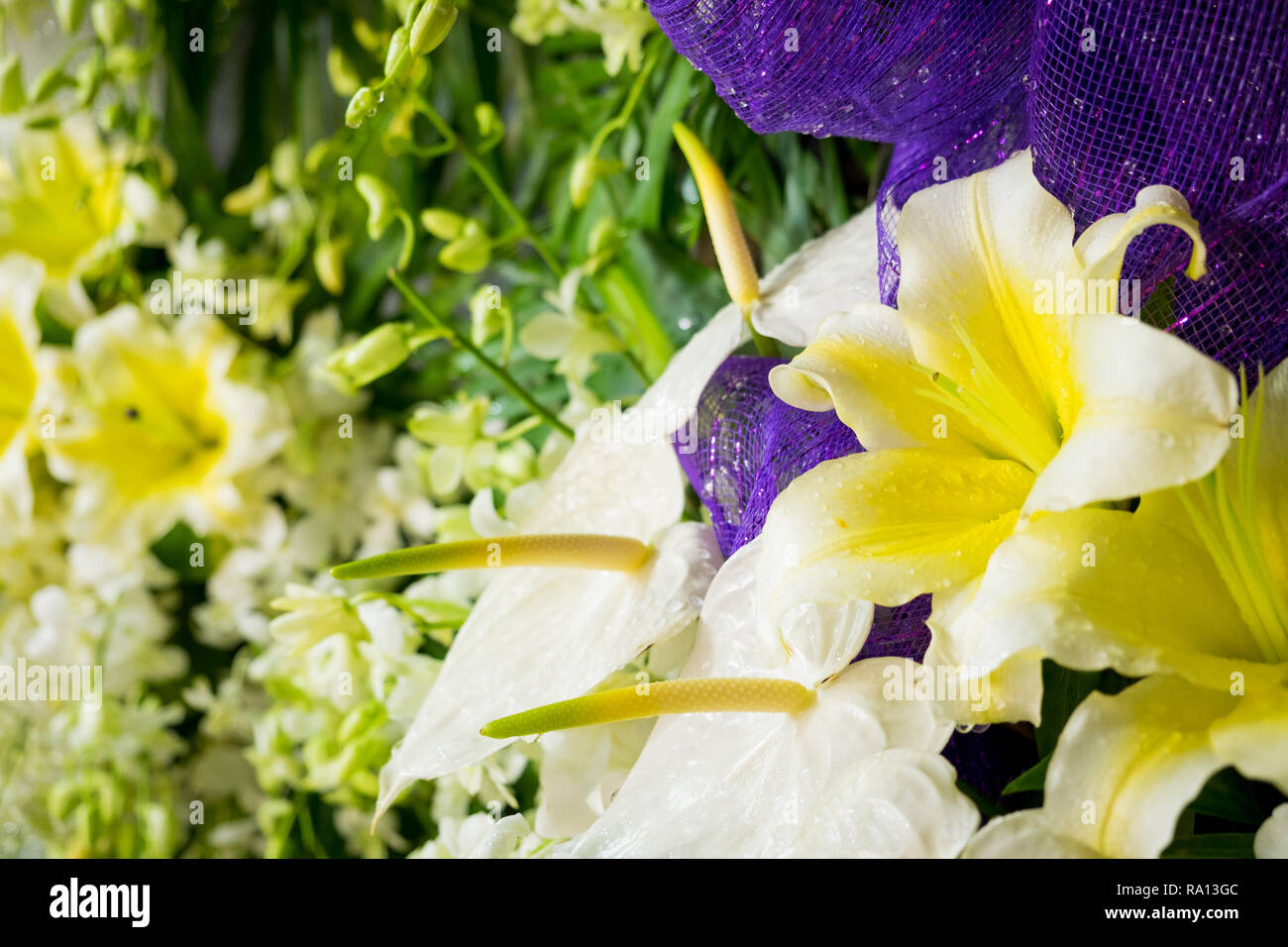 Schöne Blumen mit unscharfen Hintergrund für kommerzielle Zwecke verwendet werden kann. Stockfoto
