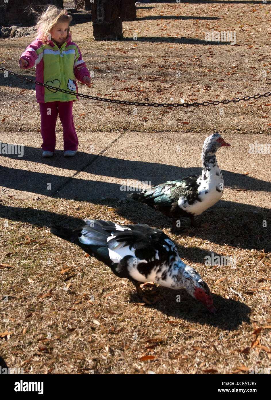 Noelle Smith Feeds die Enten bei Highland Park in Meridian, Mississippi. Stockfoto