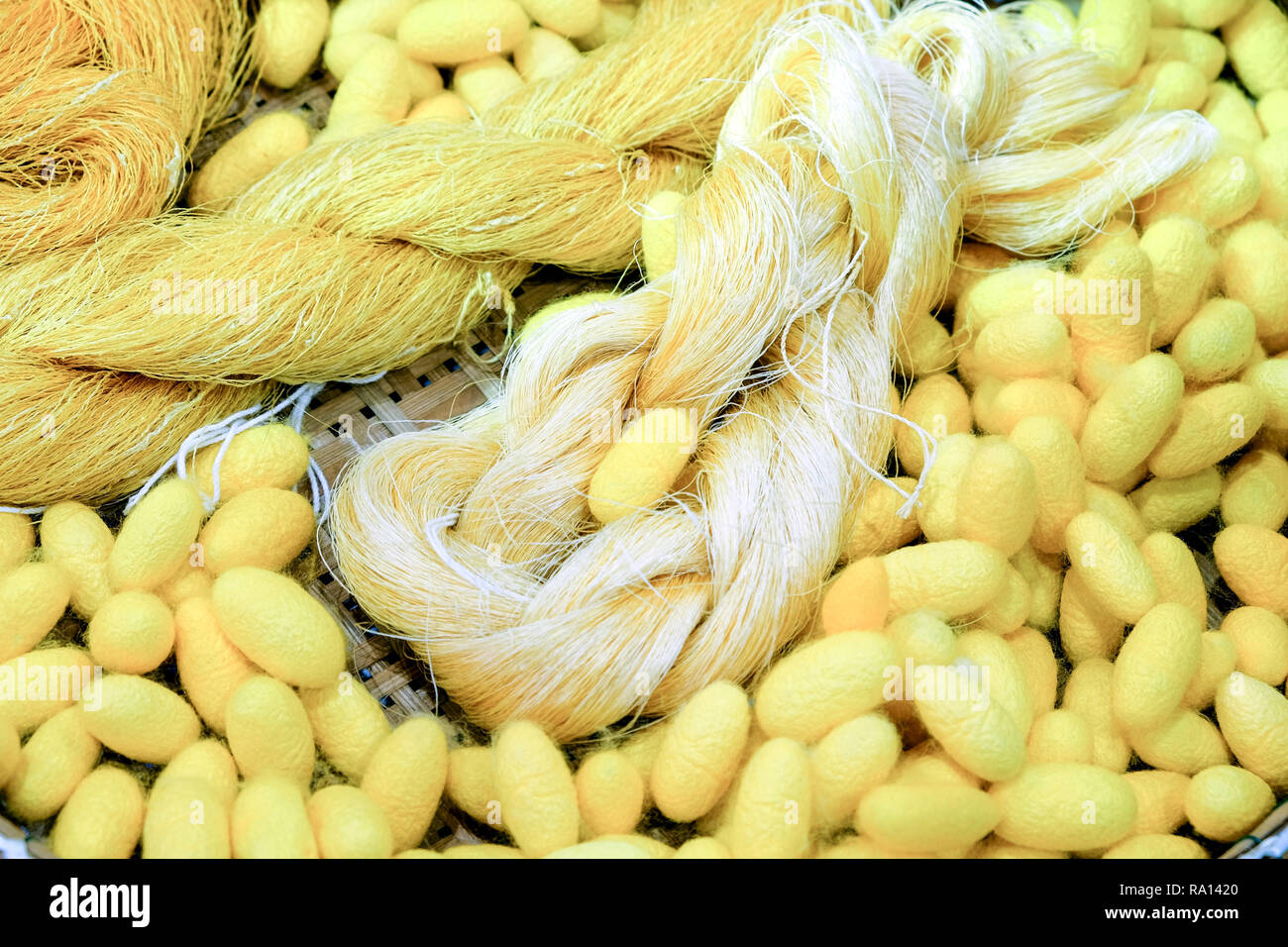 Seidenfaden und Kokons, Seide ist die Weisheit der Dorfbewohner in Thailand, die Seide aus silkworm extrahieren Seide, wie Hemden, Hosen zu produzieren, Tuch Stockfoto