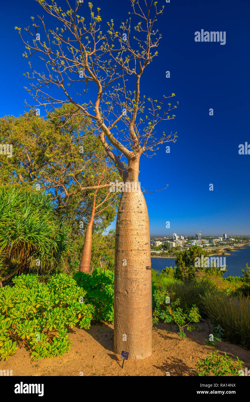 Baobab Baum im Kings Park und Botanischer Garten in Perth, Western Australia. Blue Sky. Perth skyline Luftbild. Vertikale erschossen. Stockfoto