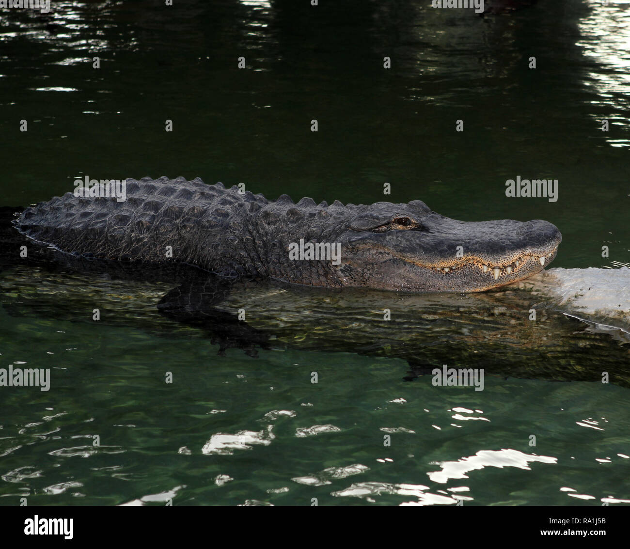 Ein amerikanisches Krokodil in einem Teich in einer entfernten Süden Florida Lage. Stockfoto