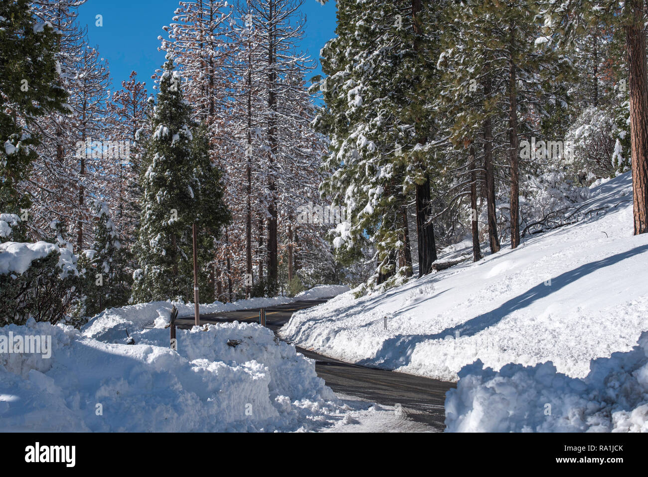 Jan 25 2017 Yosemite Valley USA: Nach der Dürre brechen massive Schneefälle und Strassensperrungen, die Big Oak Flat Road ist genehmigt und offen für Touristen. Stockfoto