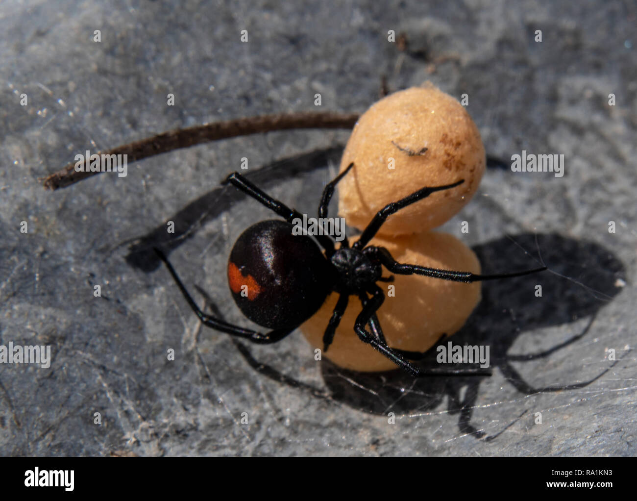 Redback spider mit Eiern. Bei Wilsons Promontory National Park Victoria Australien Stockfoto