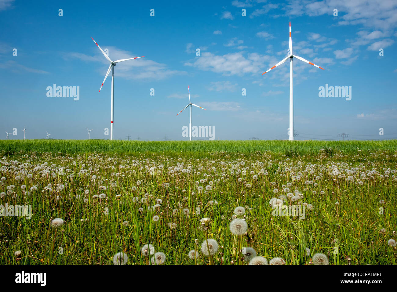 Windkraftanlagen und Löwenzahn Blumen in Deutschland gesehen Stockfoto