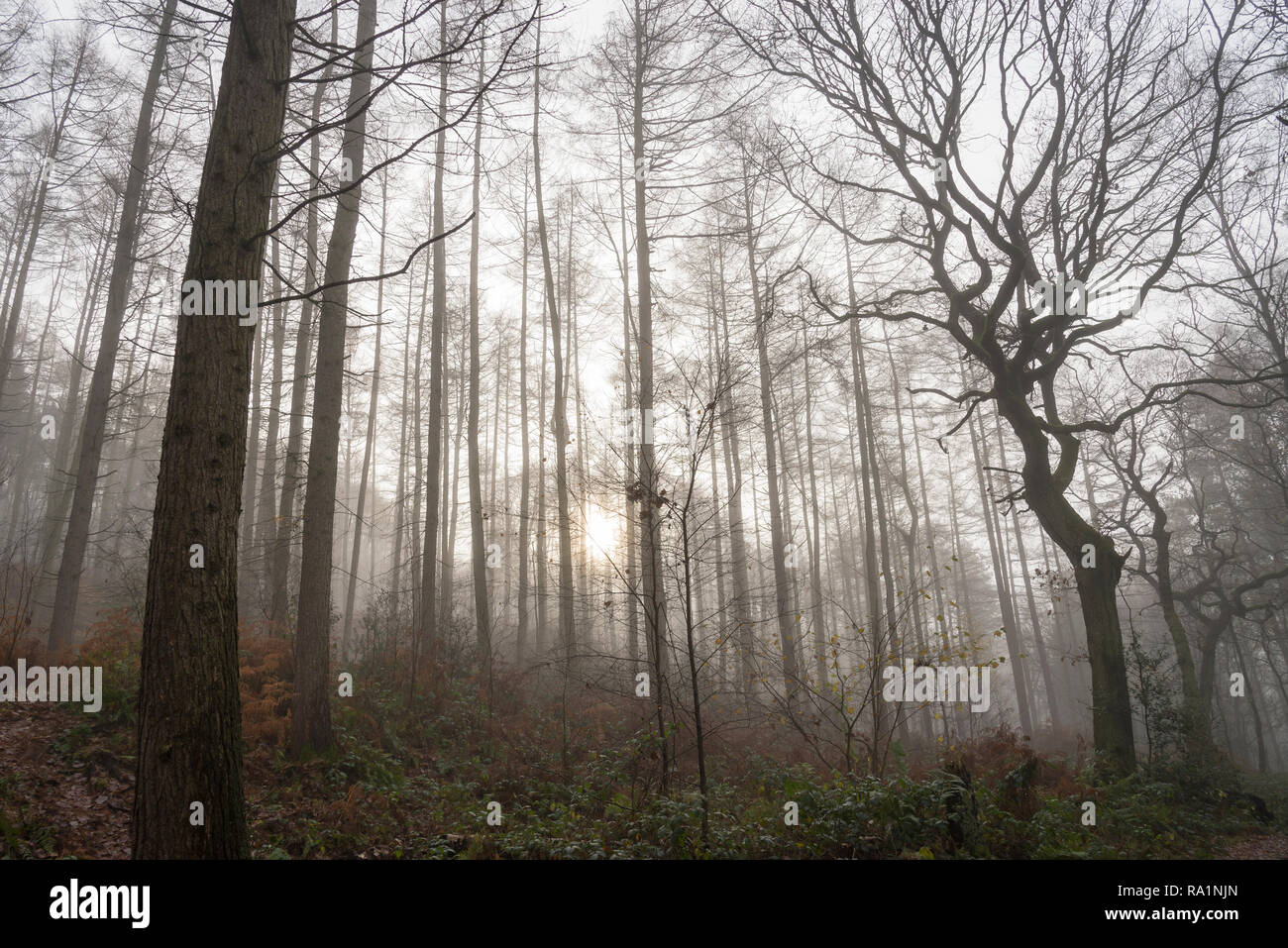 Atmosphärische Wintermorgen in Erncroft Woods, Etherow Country Park, Stockport, England. Nebel in den dichten Wald. Stockfoto