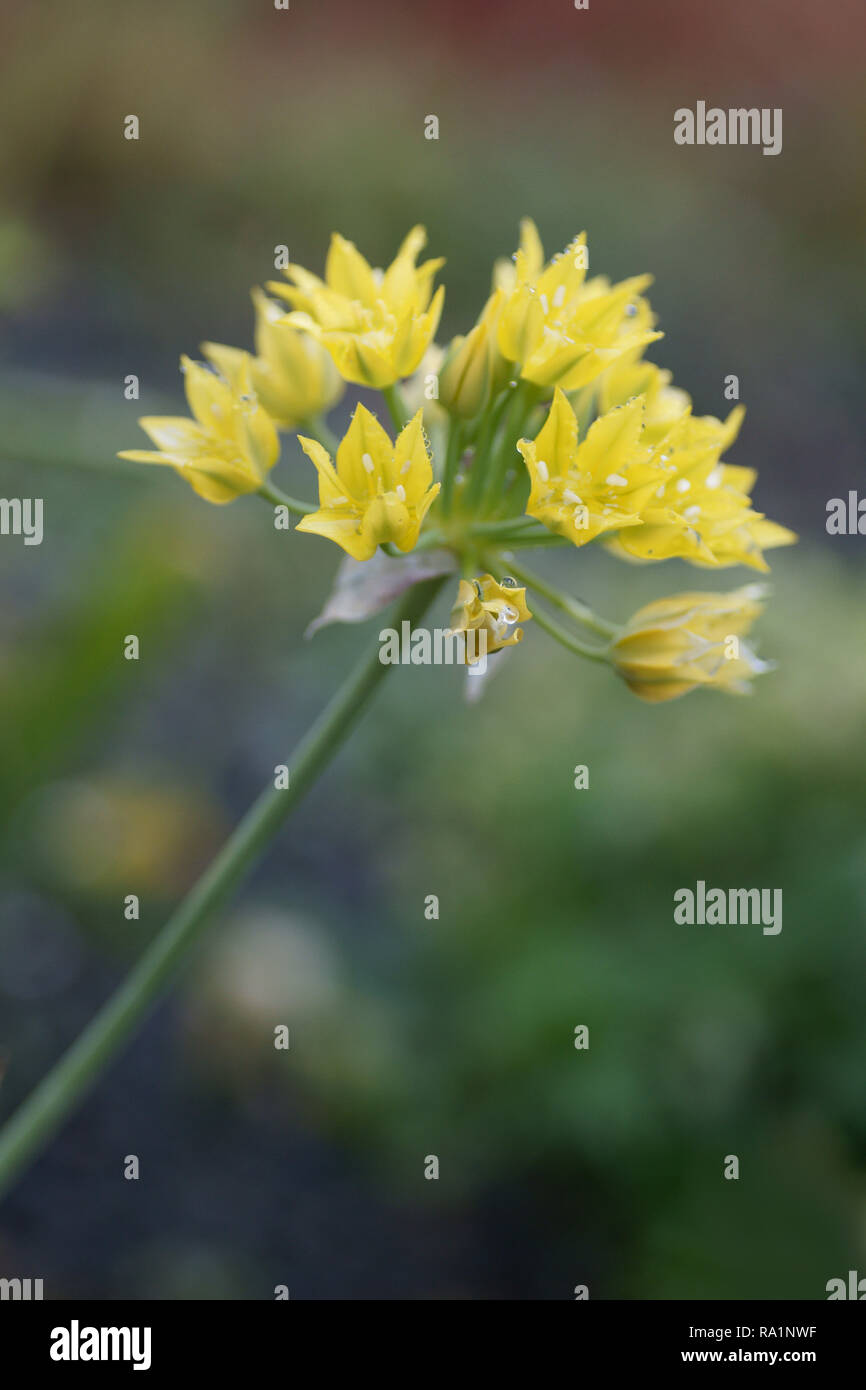Allium moly (Golden Knoblauch) Stockfoto