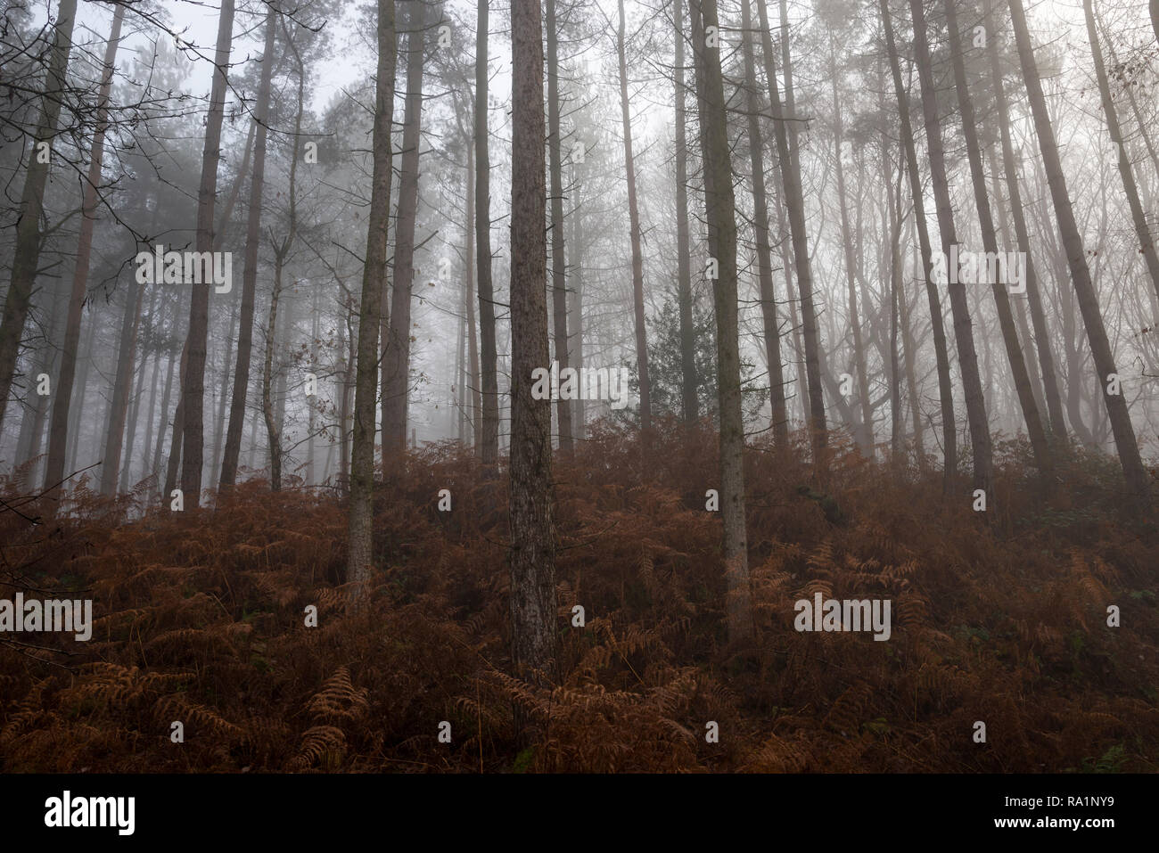 Atmosphärische Wintermorgen in Erncroft Woods, Etherow Country Park, Stockport, England. Nebel in den dichten Wald. Stockfoto