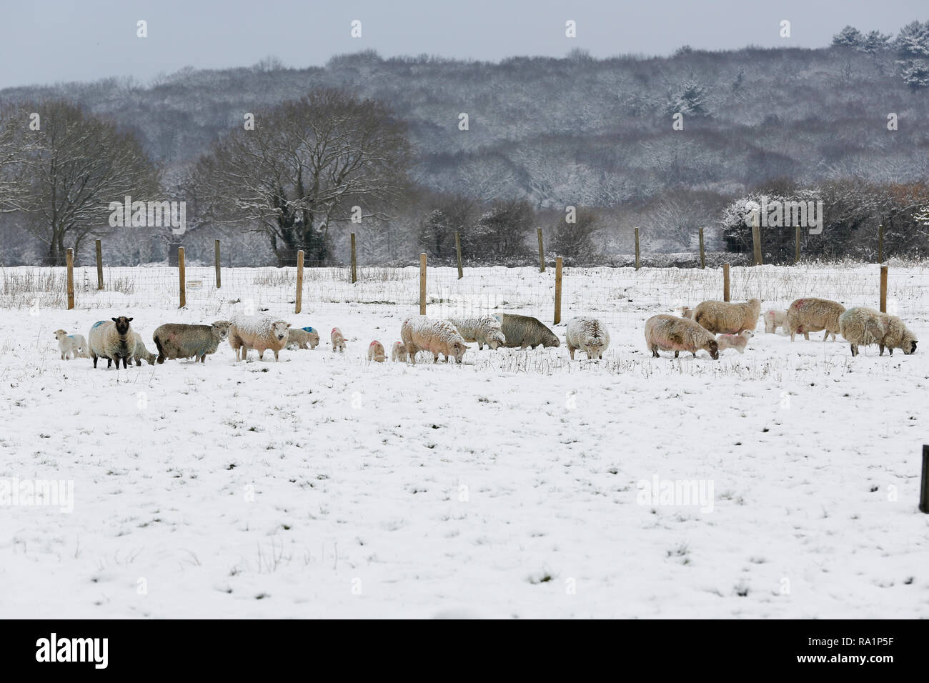 Schnee England Stockfoto