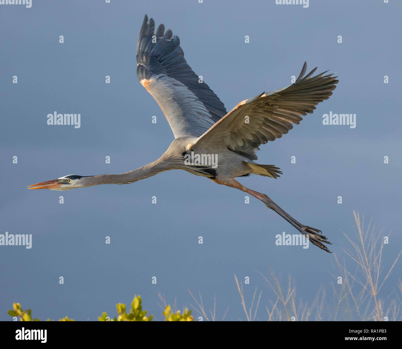 Ein Great Blue heron Fliegen nach einem Gewitter. Stockfoto
