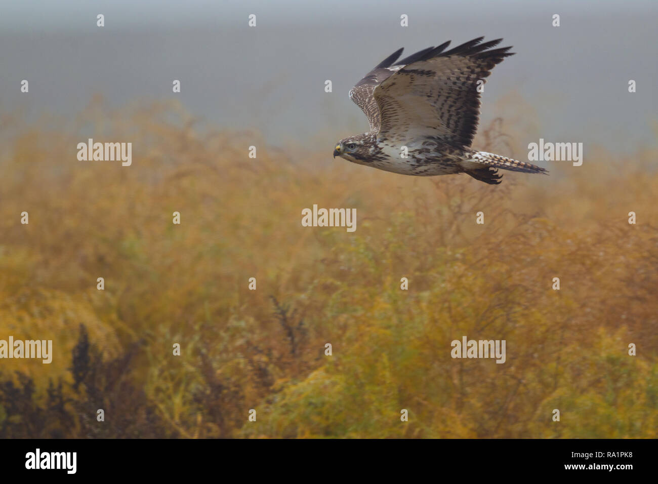 Mäusebussard (Buteo buteo) fliegen, Hessen, Deutschland Stockfoto