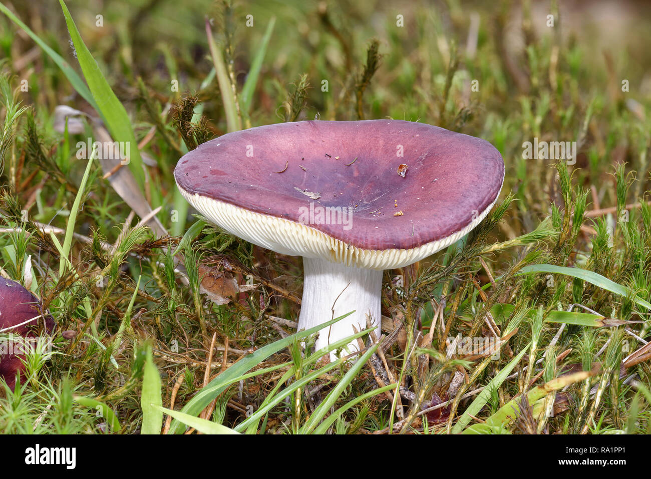 Lila Brittlegill - psathyrella atropurpurea oder schwärzlich-lila Psathyrella Pilze Stockfoto