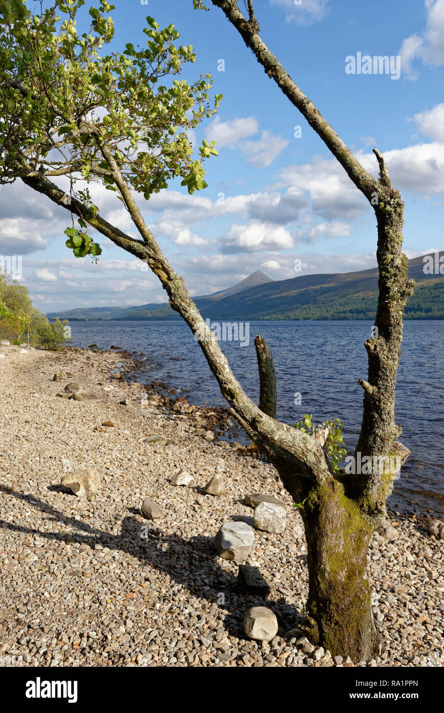 Erle, Loch Rannoch mit Schiehallion hinter, Perth and Kinross, Schottland Stockfoto