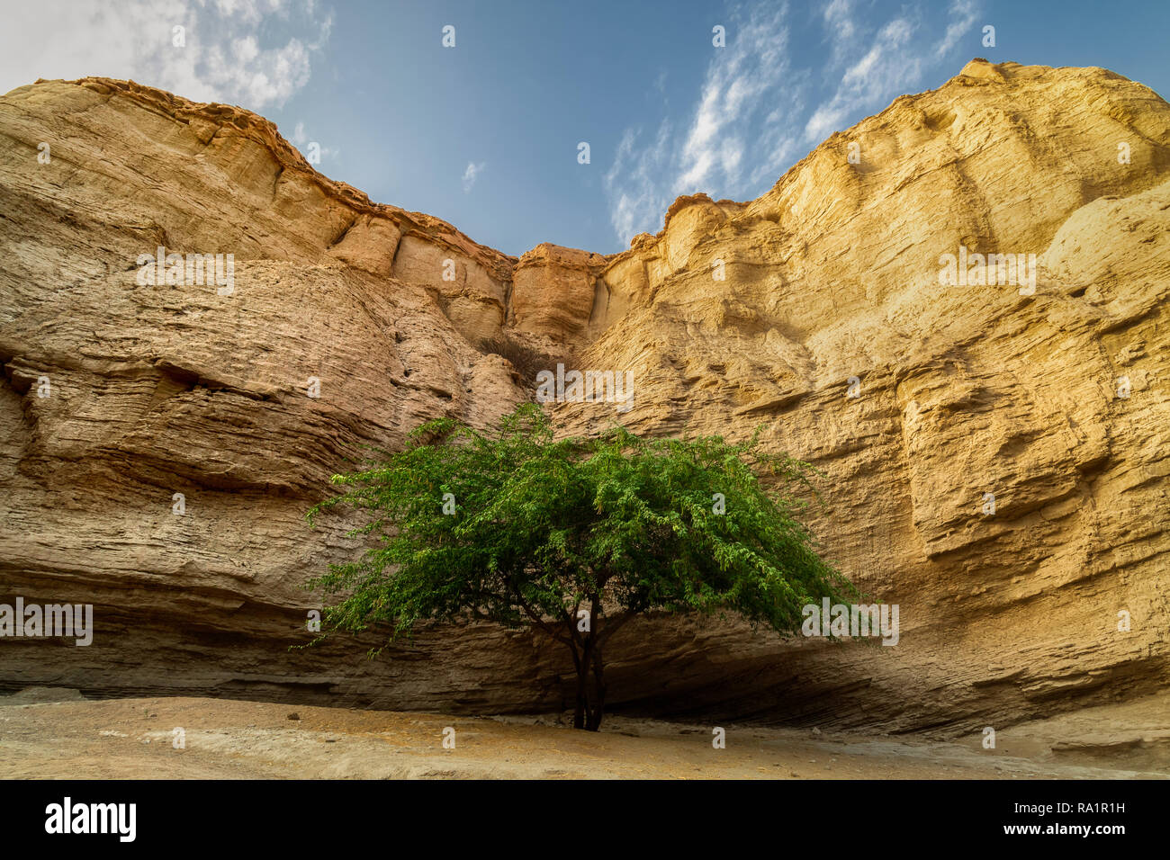 Iran. Insel Qeshm, einsamer Baum Stockfoto