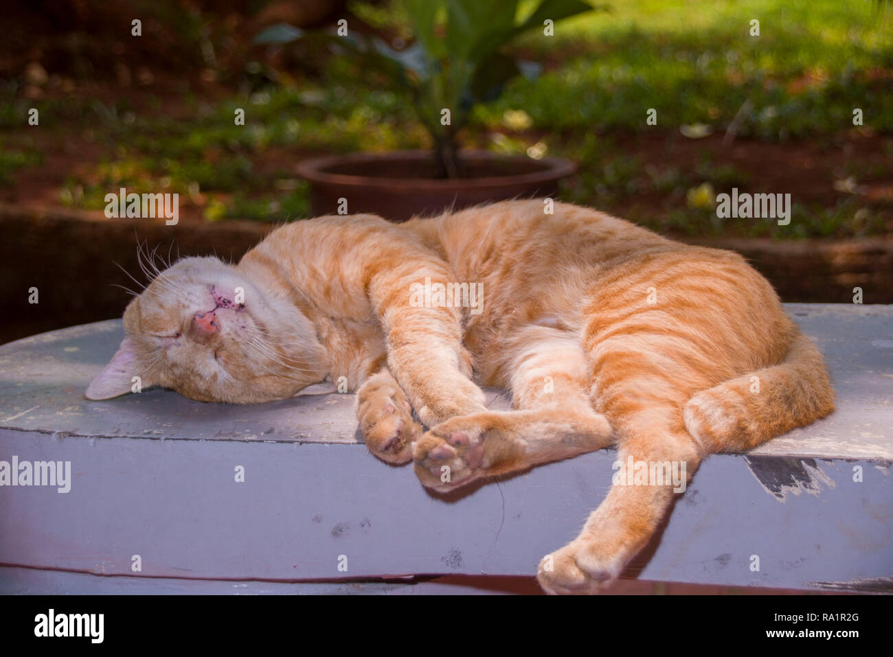 Ingwer schlafende Katze Stockfoto