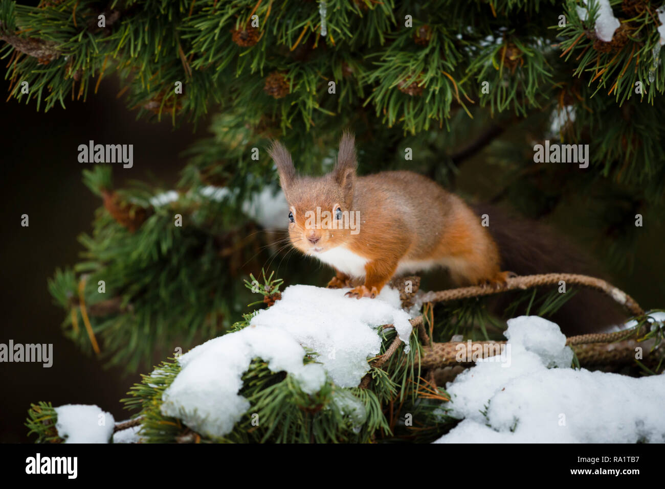 Eine eurasische Eichhörnchen füttern und spielen in den schneebedeckten Zweigen der Pinie, vom kalten Wetter mit ihren Wintermäntel geschützt Stockfoto