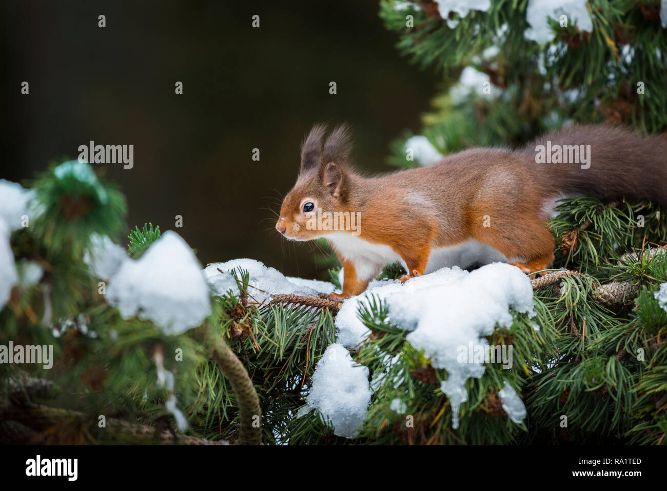 Eine eurasische Eichhörnchen füttern und spielen in den schneebedeckten Zweigen der Pinie, vom kalten Wetter mit ihren Wintermäntel geschützt Stockfoto