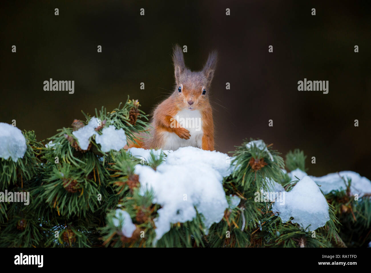 Eine eurasische Eichhörnchen füttern und spielen in den schneebedeckten Zweigen der Pinie, vom kalten Wetter mit ihren Wintermäntel geschützt Stockfoto