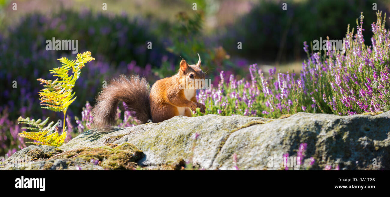 Eine gefährdete Rote Eichhörnchen mit seinem pulsierenden roten Mantel in den späten Sommer Sonne und durch die letzte der bunten lila Heidekraut umgeben. Stockfoto