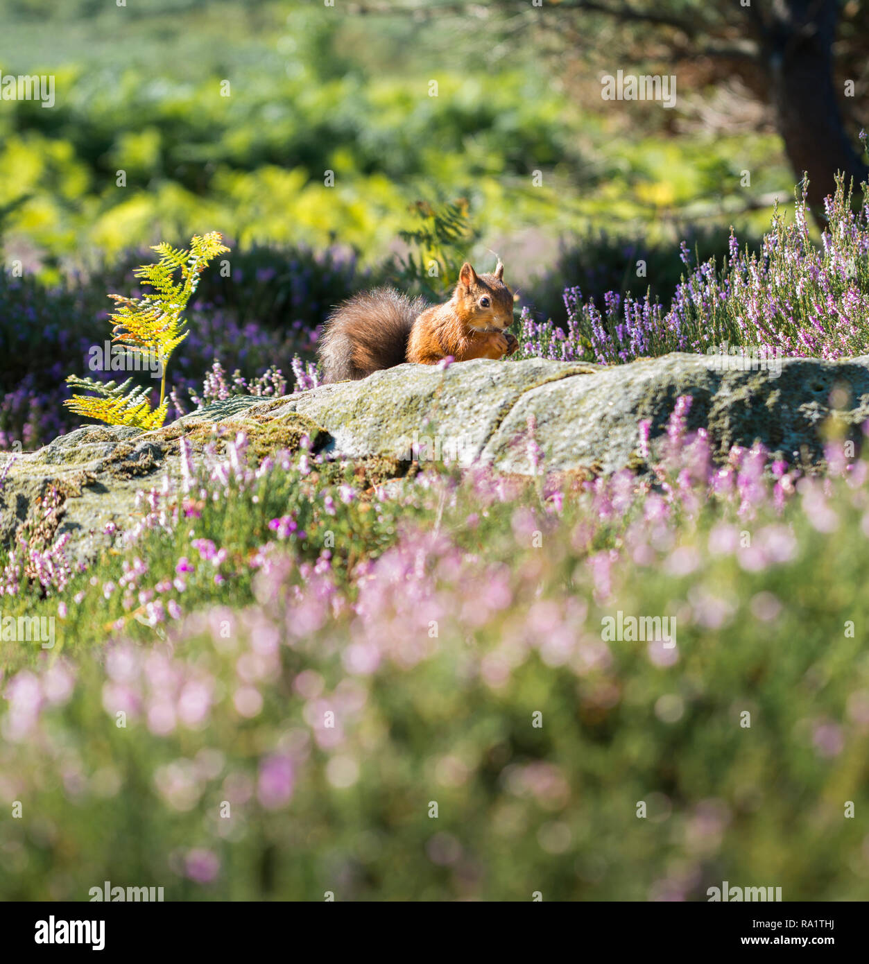 Eine gefährdete Rote Eichhörnchen füttern und zeigt seine leuchtend roten Mantel im späten Sommer Sonne, durch die letzte der bunten lila Heidekraut umgeben Stockfoto