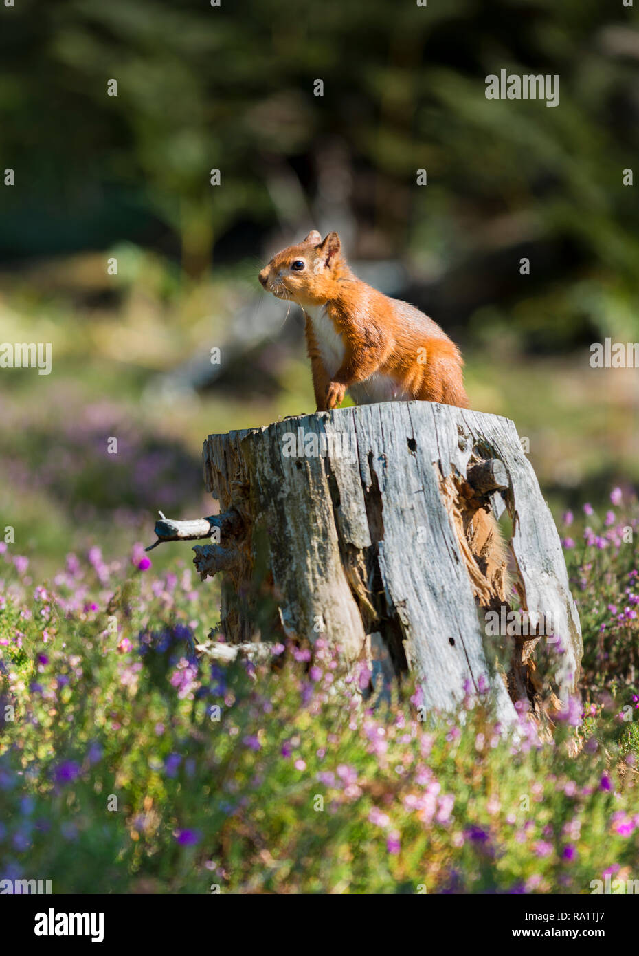 Eine gefährdete weibliche Eichhörnchen auf einem faulen Baumstumpf umgeben von Heidekraut und Hören auf das waldland Sounds Stockfoto