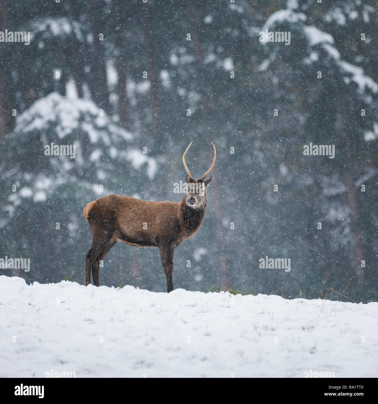 Junge majestic Brunft Rotwild steht auf einem Hügel mit Schnee sanft hinunter, den dunklen Wald hinzufügen Kontrast zum Hintergrund. Stockfoto