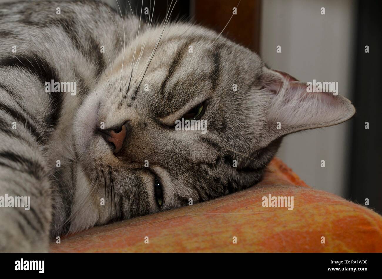 Nahaufnahme einer schläfrigen Katze mit dem Kopf auf das Kissen Stockfoto