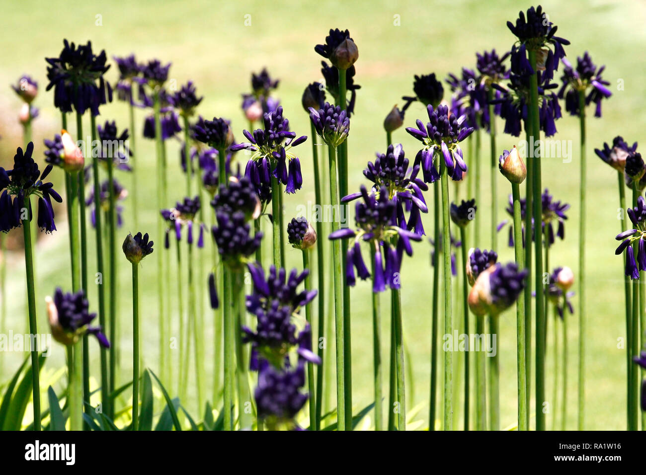 Graskop Agapanthus in Kirstenbosch National Botanical Garden in Kapstadt, Western Cape, Südafrika. Stockfoto