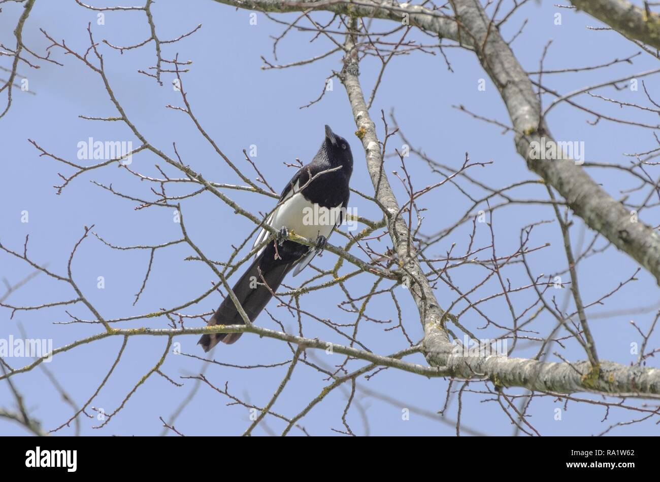 Elster in Beobachtung über einen Baum Stockfoto