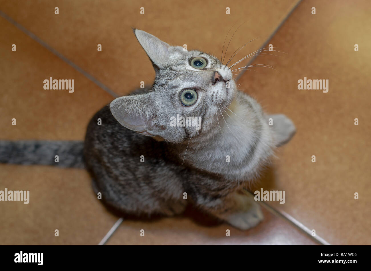 Ausschreibung und kleine Katze mit einem neugierigen Blick auf dem Boden zu Hause Stockfoto