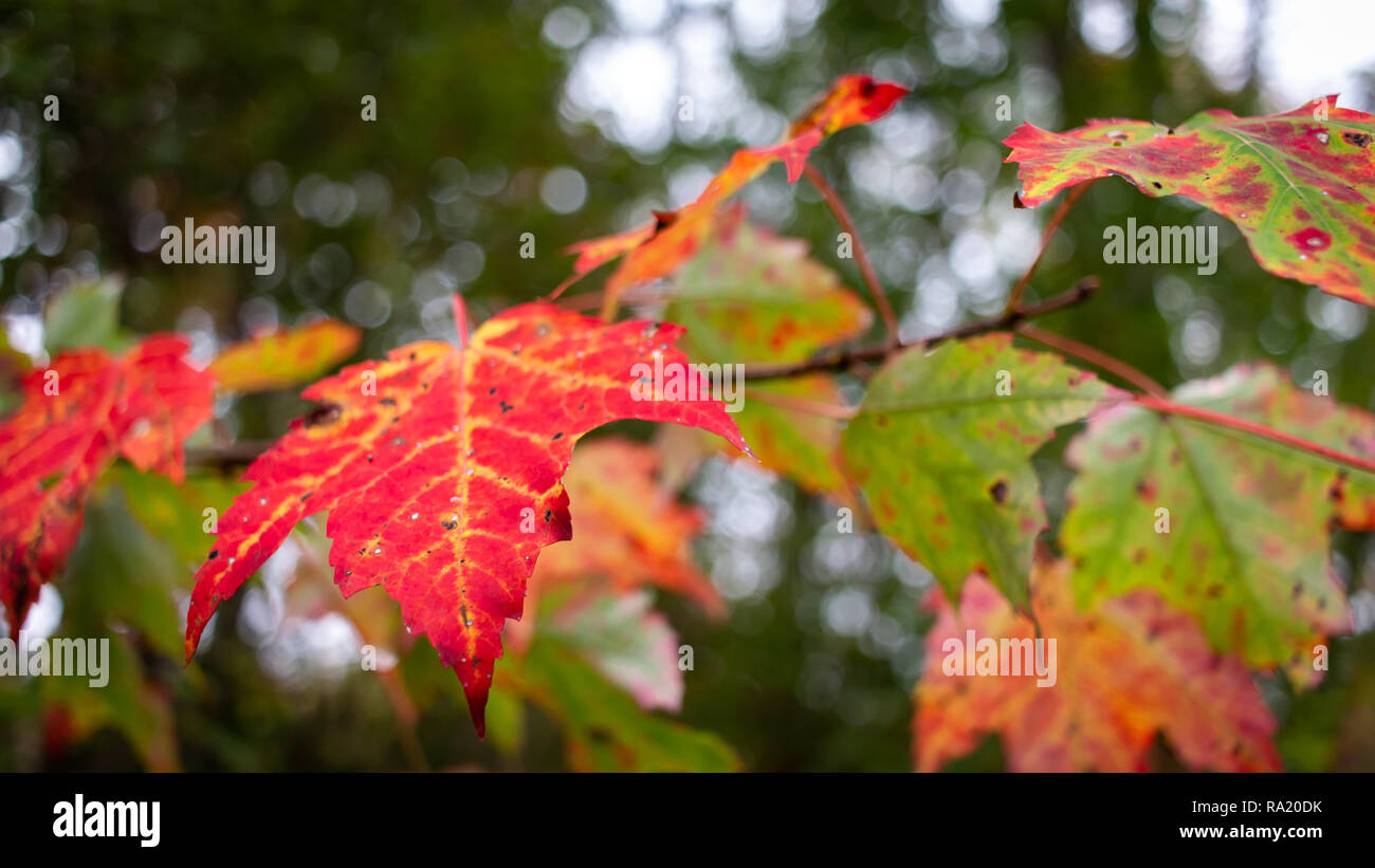 Die Blätter zeigen ihre Farbe ändern im Wechsel der Jahreszeiten in einem Michigan Wald. Stockfoto