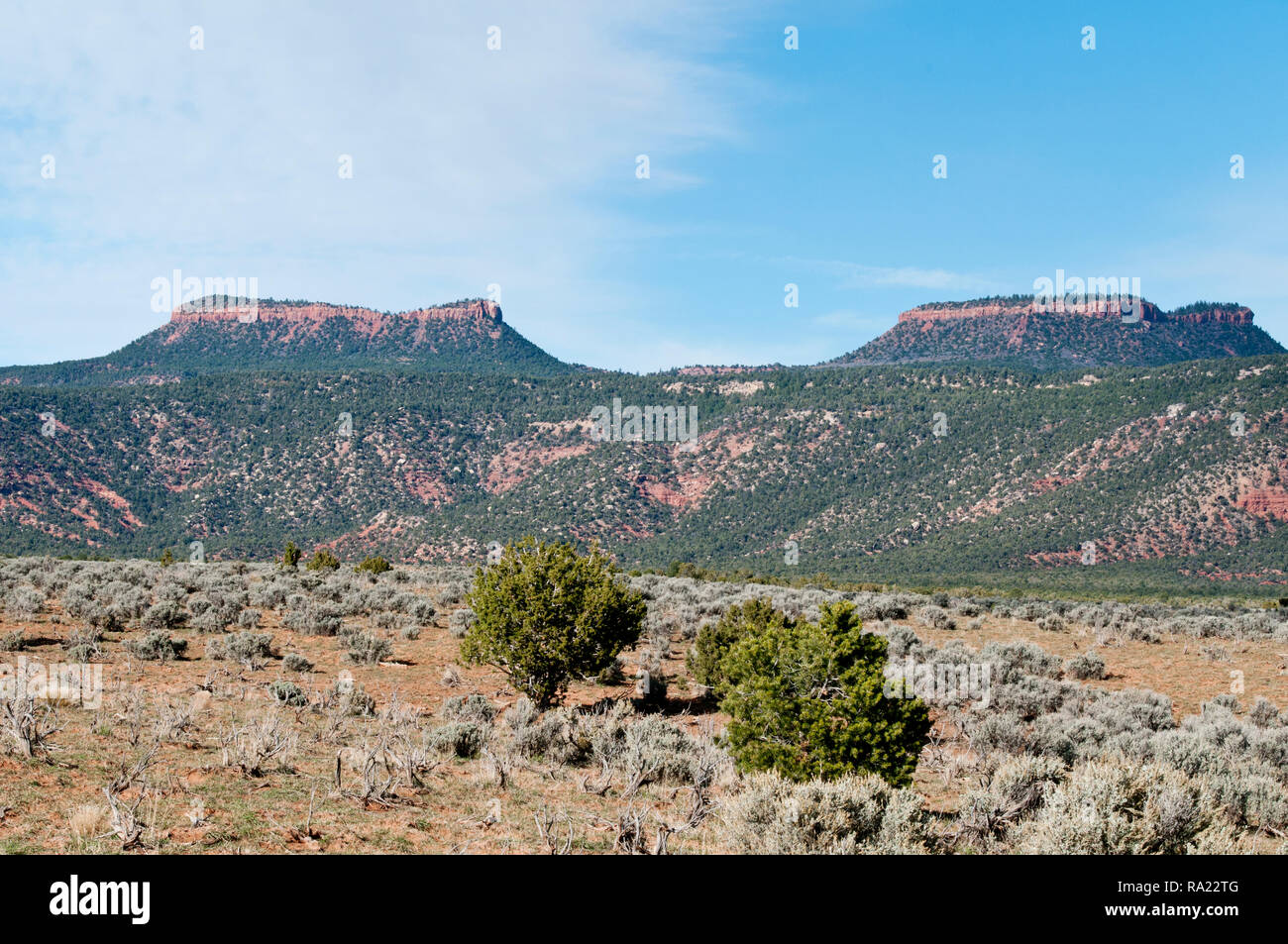 Bären Bären Ohren Ohren im National Monument im San Juan County in SE Utah USA Stockfoto