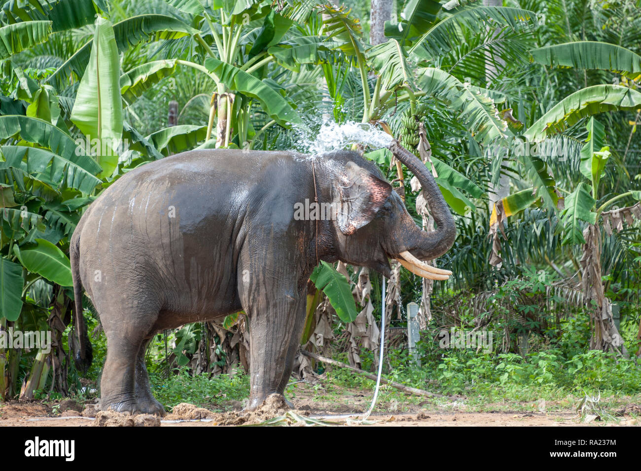 Die Elefanten in einem waschen am Ende des Tages, Thailand Stockfoto