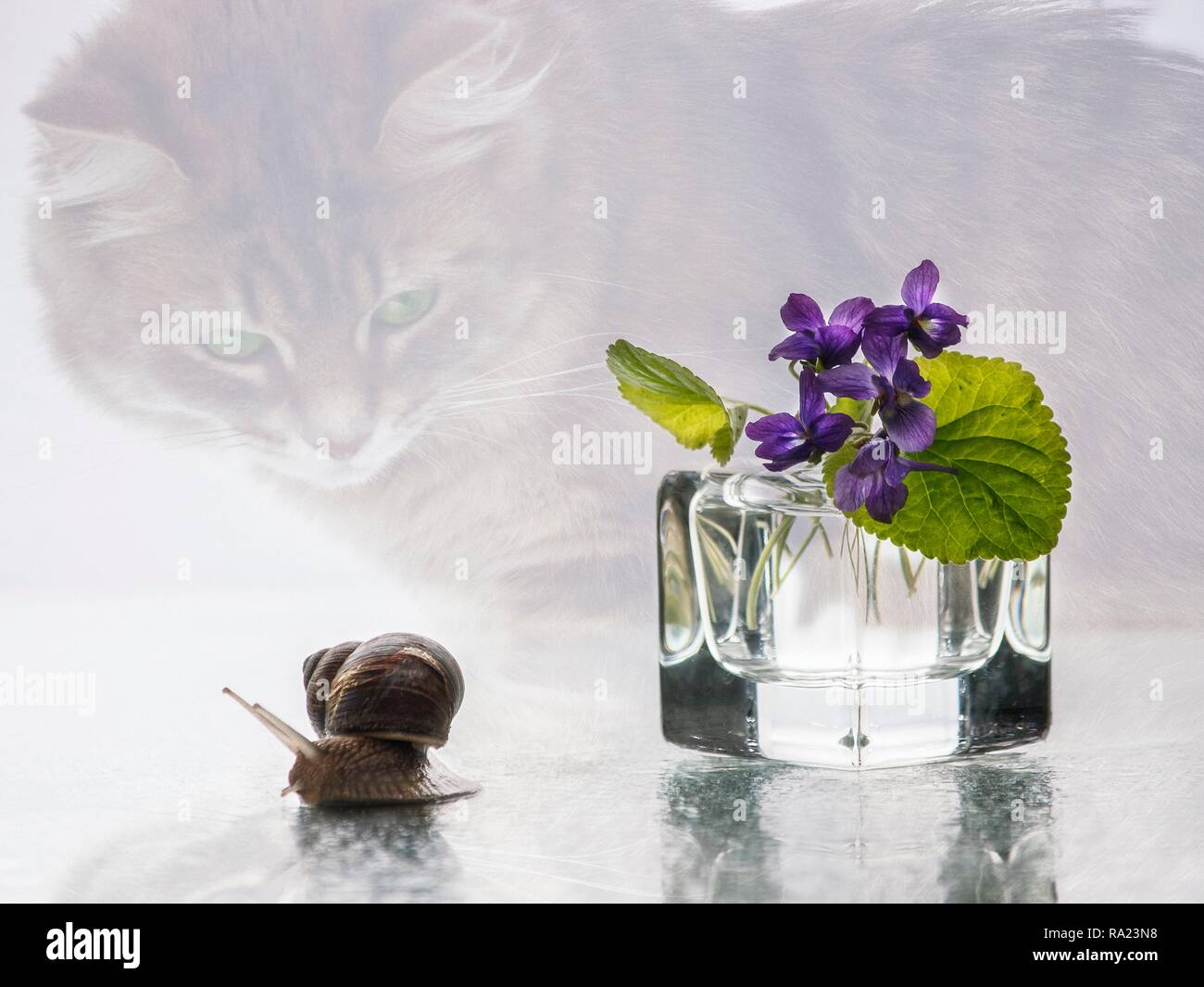 Bildmäßige Fotografie mit lustigen Schnecken Stockfoto