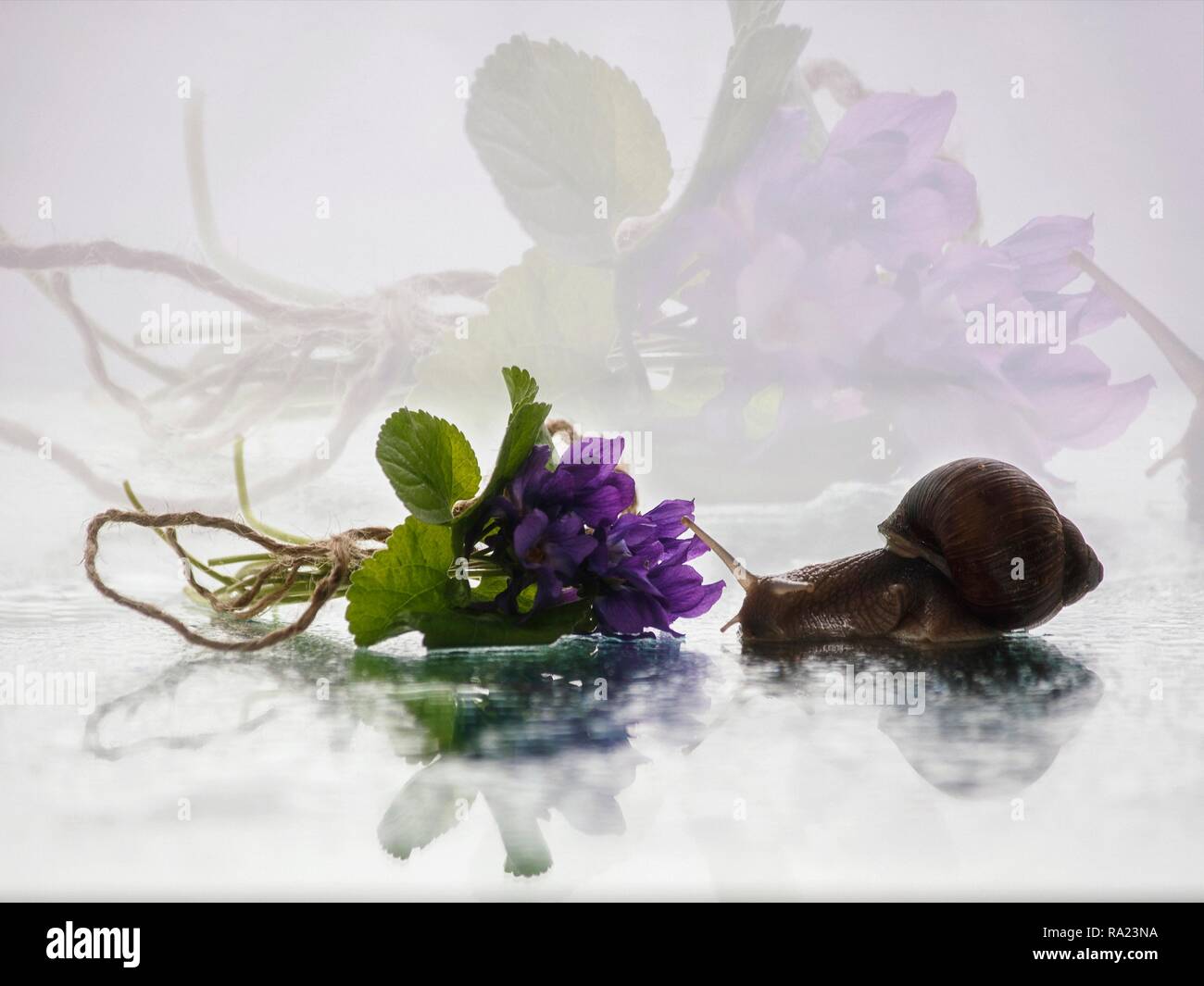 Bildmäßige Fotografie mit lustigen Schnecken Stockfoto