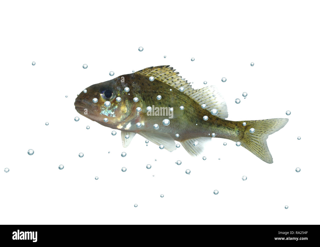 Fisch Ruff mit Blasen auf weißem Hintergrund Stockfoto